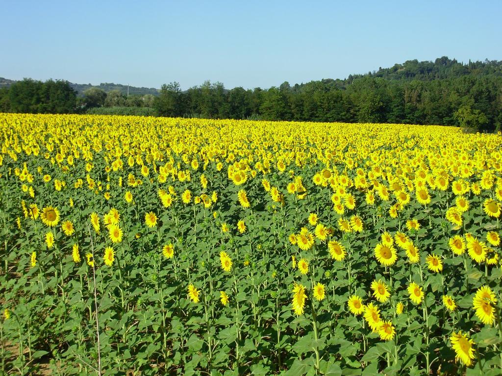 Il Borghetto Tuscan Holidays Guest House San Gimignano Exterior foto